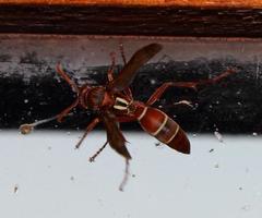 Polistes marginalis