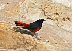 Phoenicurus leucocephalus