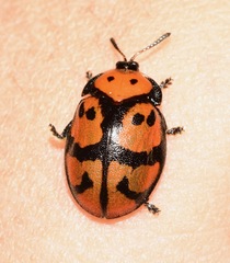 Ogdoecosta biannularis