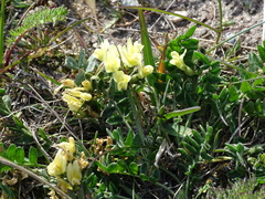 Oxytropis maydelliana