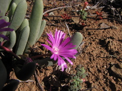 Brianhuntleya intrusa