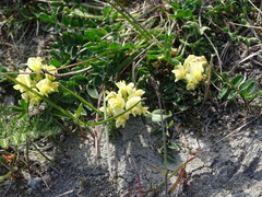 Oxytropis maydelliana