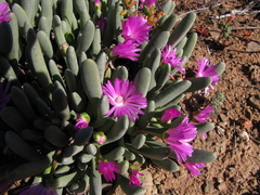 Brianhuntleya intrusa