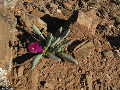 Brianhuntleya intrusa