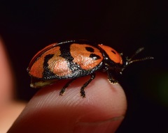 Ogdoecosta biannularis