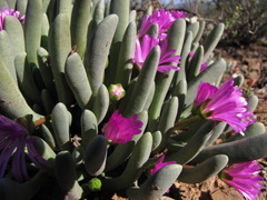 Brianhuntleya intrusa