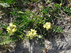 Oxytropis maydelliana