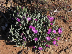 Brianhuntleya intrusa