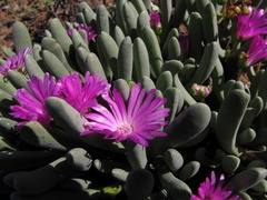 Brianhuntleya intrusa