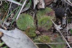 Drosera whittakeri