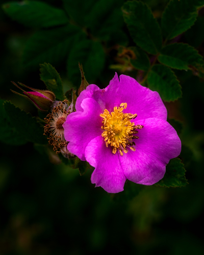 iNaturalist observation photo of California Wild Rose