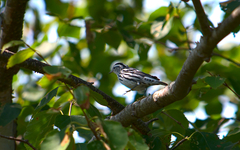 Mniotilta varia image
