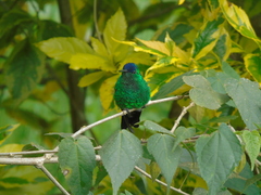 Saucerottia cyanifrons