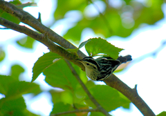 Mniotilta varia image