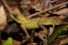 Acanthosaura coronata