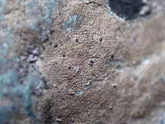 Arthonia phaeobaea