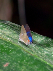 Camissecla charichlorus