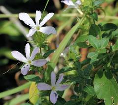 Barleria saxatilis