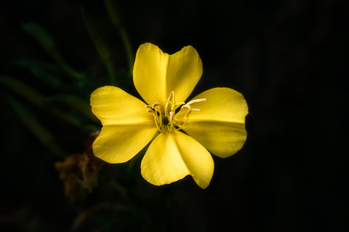 iNaturalist observation photo of tall evening primrose