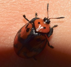 Ogdoecosta biannularis