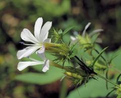 Barleria saxatilis