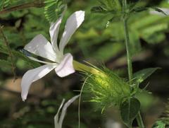 Barleria saxatilis