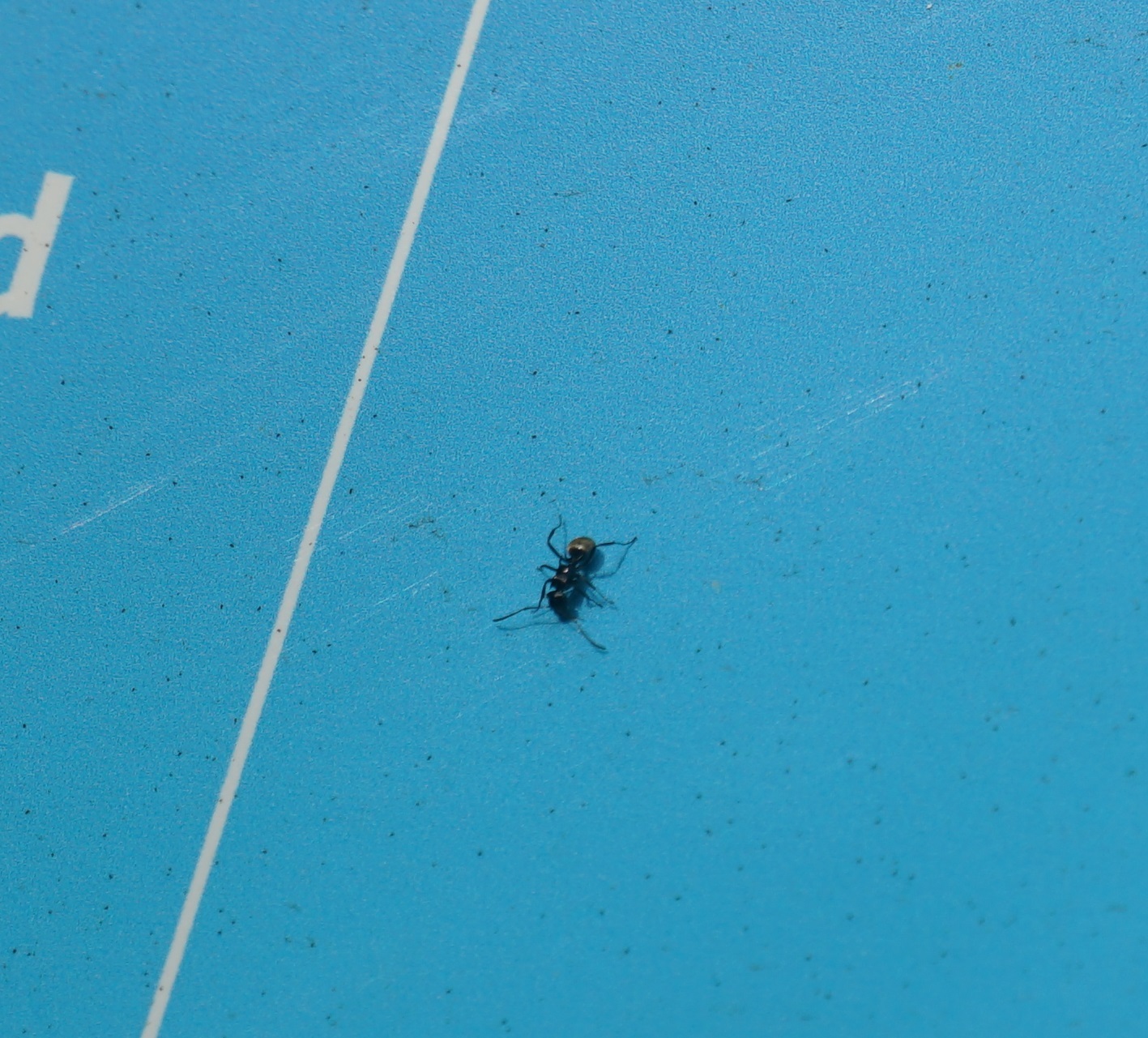 Polyrhachis barretti