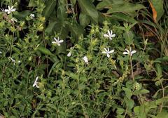 Barleria saxatilis