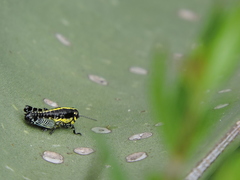 Dactylotini