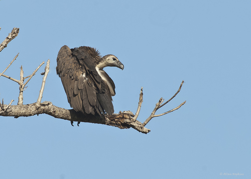 Gyps bengalensis