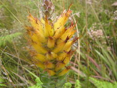 Mimetes pauciflorus