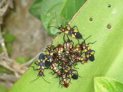 Oncopeltus famelicus