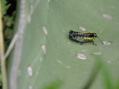 Dactylotini