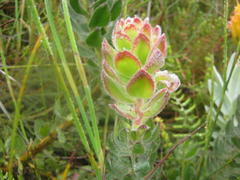 Mimetes pauciflorus