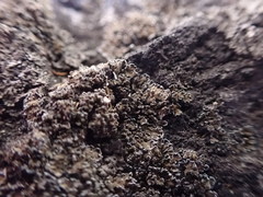 Fuscopannaria maritima