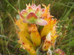 Mimetes pauciflorus