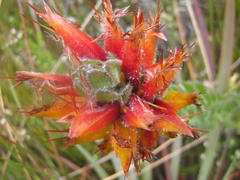 Mimetes pauciflorus
