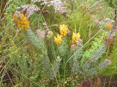 Mimetes pauciflorus