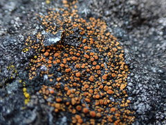 Polycauliona luteominia
