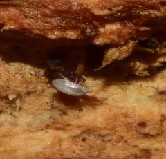 Entomobryomorpha