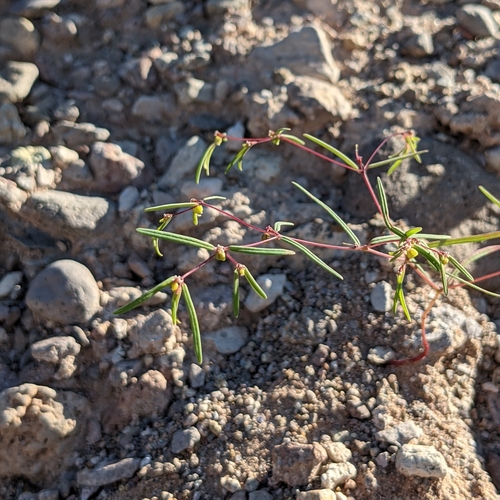 Image of Threadstem Sandmat (Euphorbia revoluta) by (c) Dominic Gentilcore, some rights reserved (CC BY)