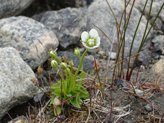 Parnassia palustris