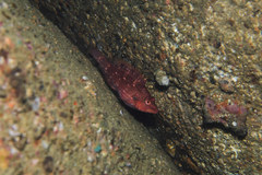 Pteragogus enneacanthus