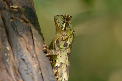 Acanthosaura coronata