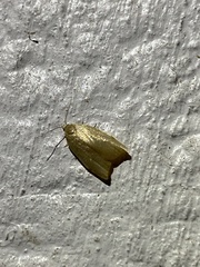 Sparganothis distincta