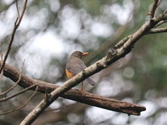 Turdus abyssinicus