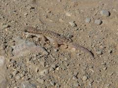 Pachydactylus punctatus