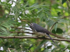 Melaenornis fischeri