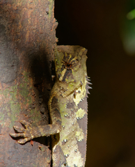 Acanthosaura coronata