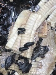 Necrophila americana